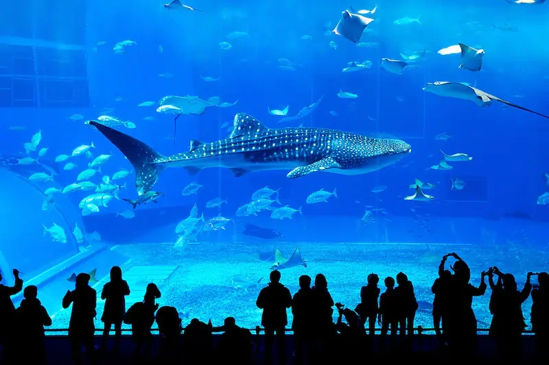 georgia aquarium